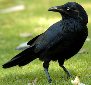 Corbeau d'Australie Corvus coronoides Australian Raven