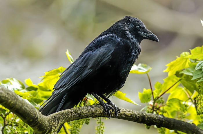 43994452 - crow, corvus corone, perched on a branch, close up