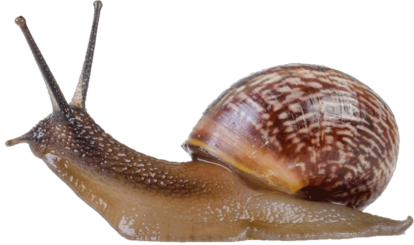 Escargot1