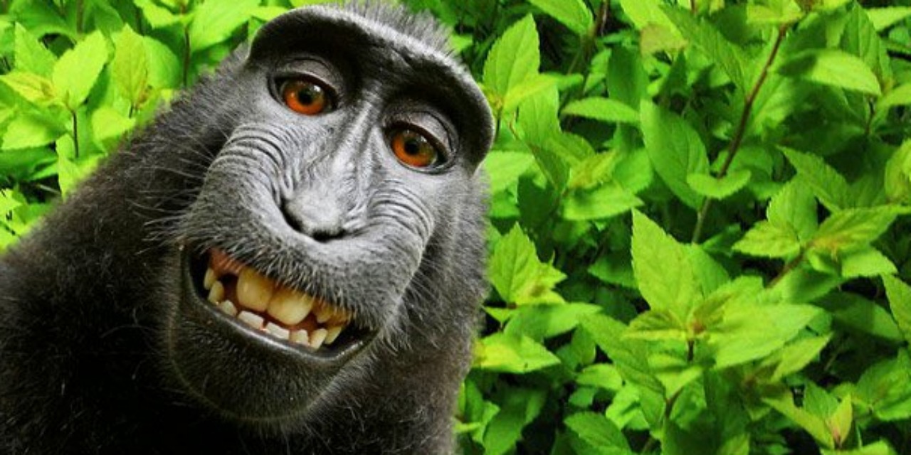 Selfie-de-singe-les-droits-du-celebre-cliche-reviennent-a-l-humain