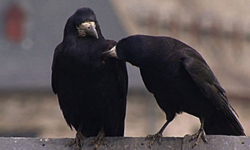 cropped-corbeaux-et-corneilles_14981229_1.jpg