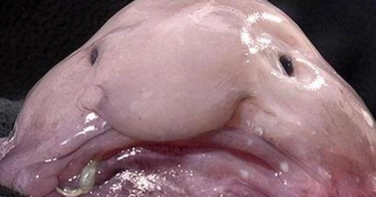 http---i.huffpost.com-gen-1349204-images-n-BLOBFISH-628x314.jpg