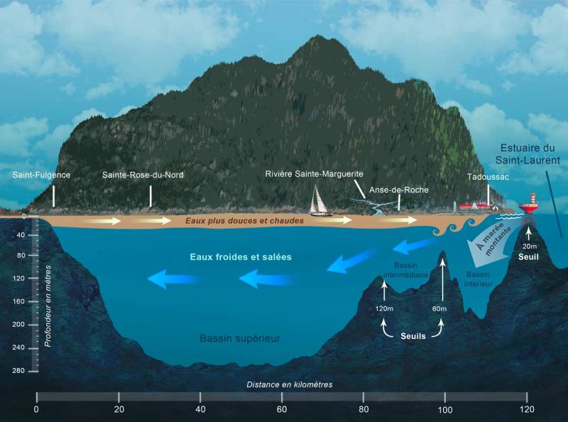 ecosysteme-coupedufjord