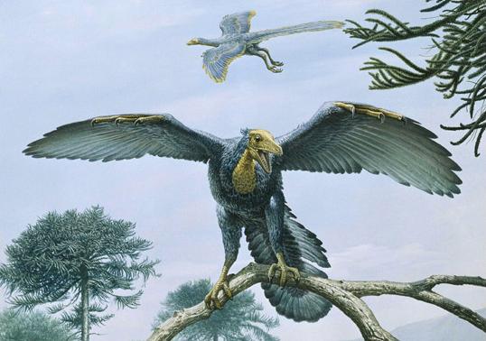 Archeopteryx.jpg