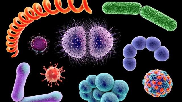 des-bacteries-vieilles-de-15-millions-dannees-dans-nos-intestins.jpg