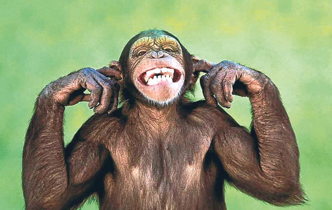 maymunlar-arkadaslik-icin-guluyor-1179035