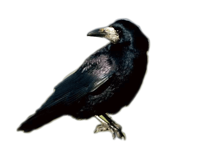 Corbeau1