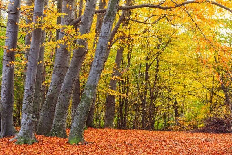 depositphotos_85911446-stock-photo-autumn-beech-fall-forest