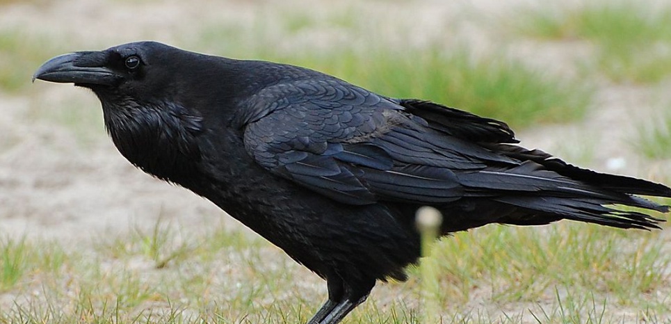 Grand corbeau