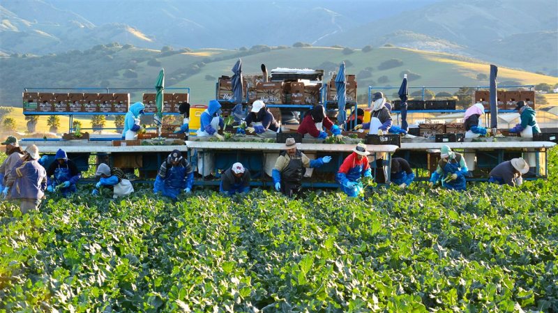 151102_w37ca_brocolis-californie_sn1250