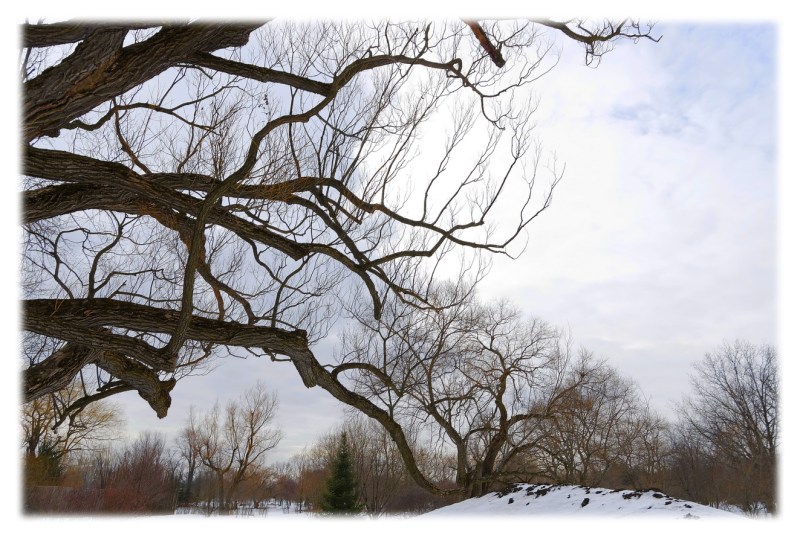 les-arbres-aux-cent-courbures__007