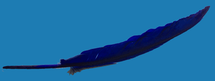Plume-bleue-grande