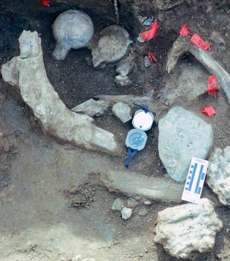 image_4815_1e-Cerutti-Mastodon