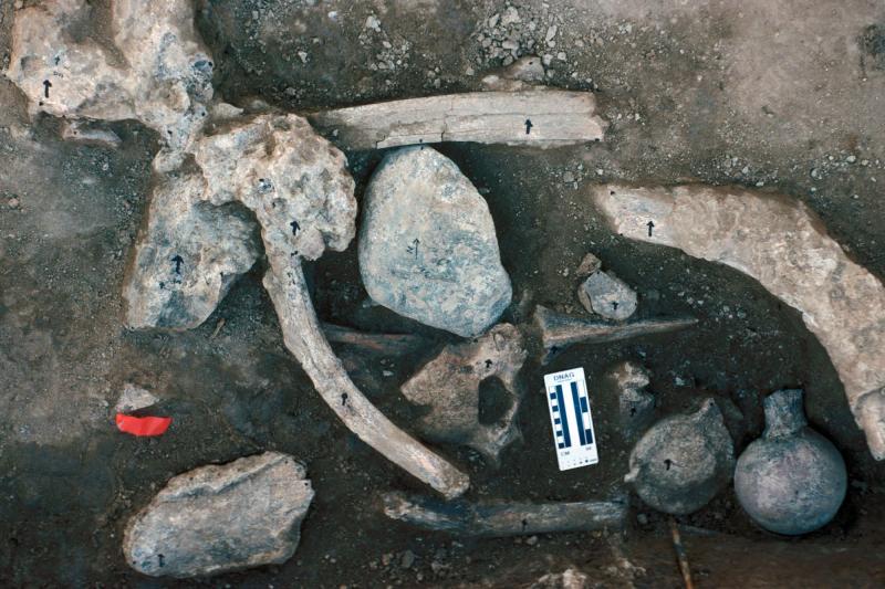 la-me-cerutti-mastodon-photos-20171128-001