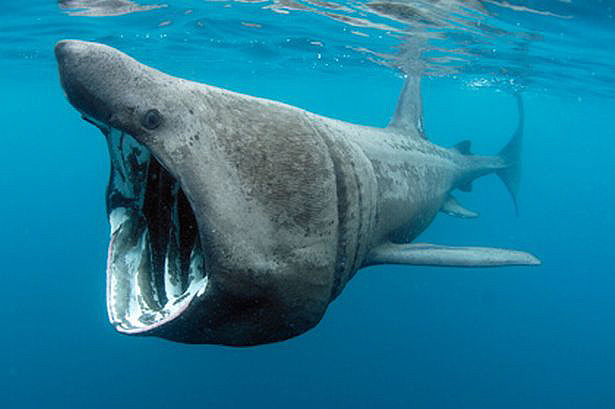 Requin-Pelerin-Copyright-Charles-Hood-2