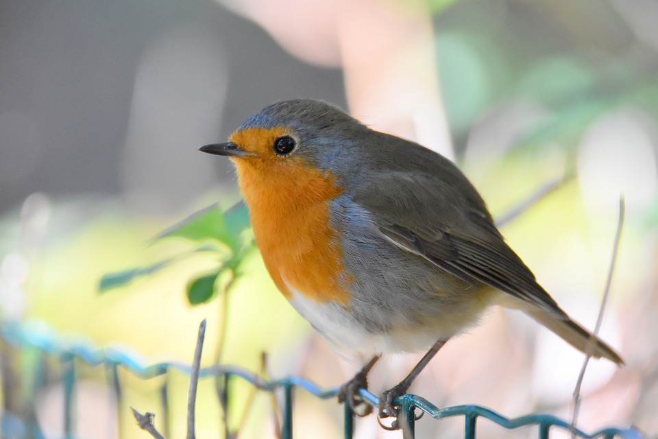 robin-1160990_960_720