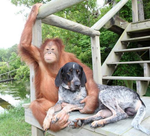 amitie-animaux-entre-chien-orang-outan2.jpg.png