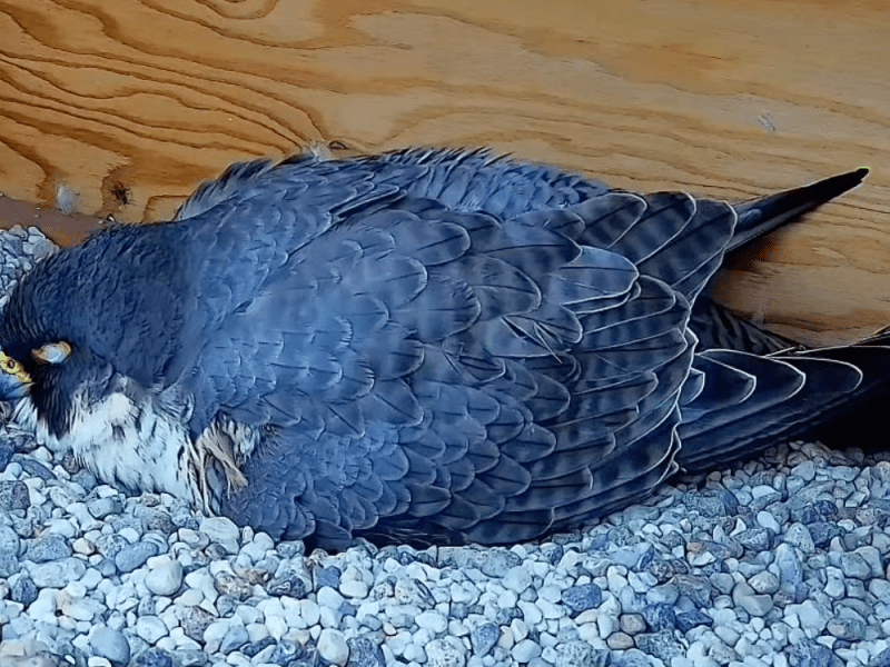 La beauté du faucon&nbsp;pèlerin