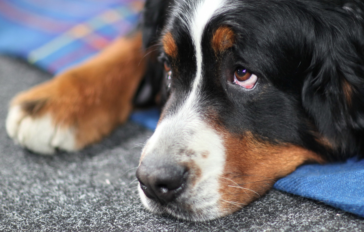 Comment nous avons perdu le combat pour le&nbsp;climat