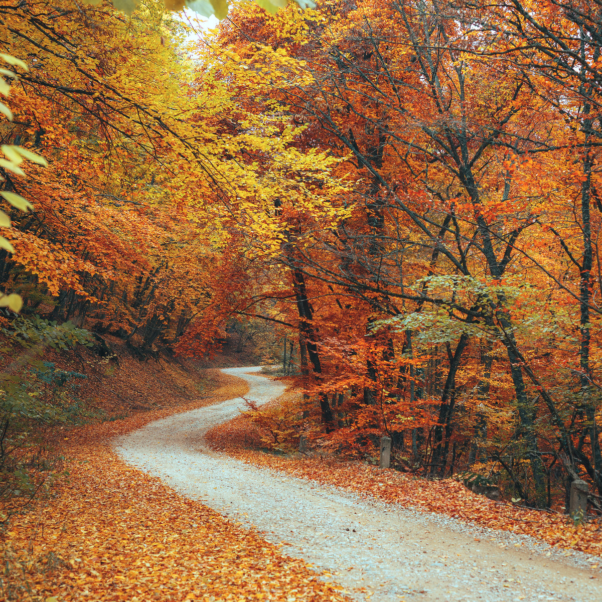 Origines oubliées de 5 mots (A à&nbsp;E)