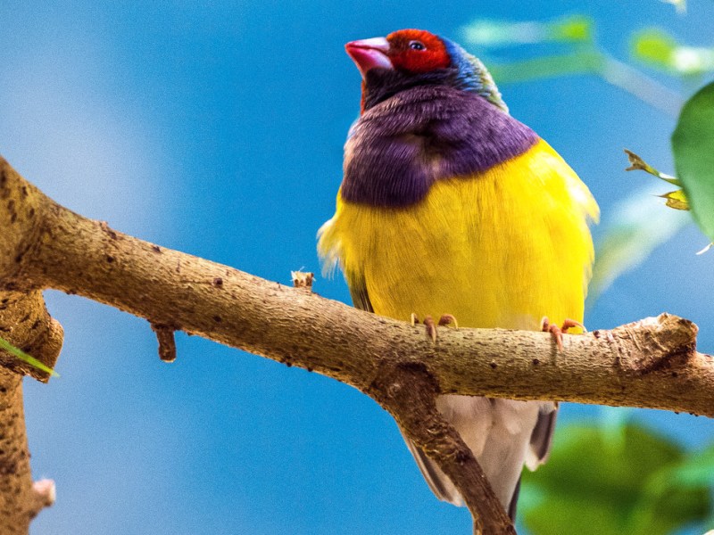 Xer, Ixer, Musker, quoi choisir&nbsp;?